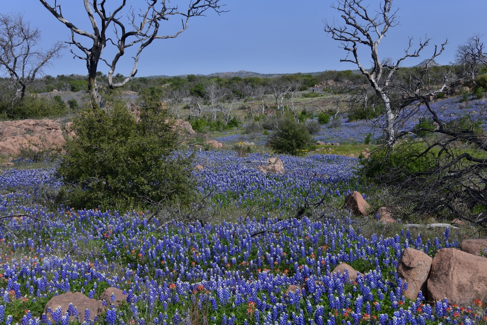 Texas Mental Health Code Texas Mental Health Code